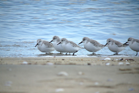 DSC_0495.jpg