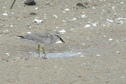 DSC_0505.jpg