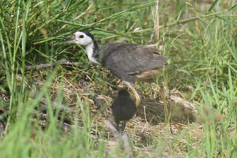 DSC_0506.jpg