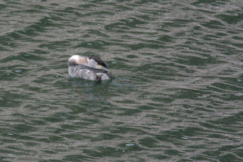 DSC_0509.jpg