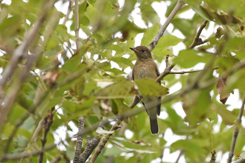 DSC_0516.jpg