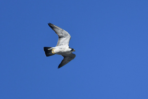 DSC_0519.jpg