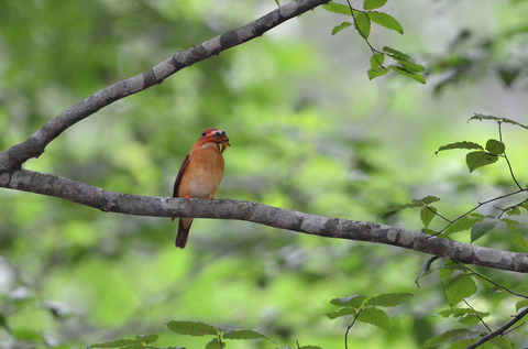 DSC_0520.jpg