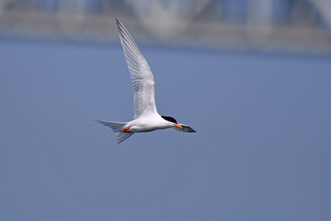 DSC_0526.jpg