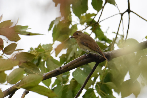 DSC_0532.jpg