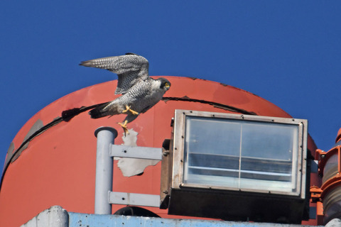 DSC_0534.jpg