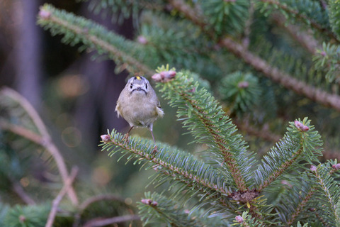 DSC_0552.jpg