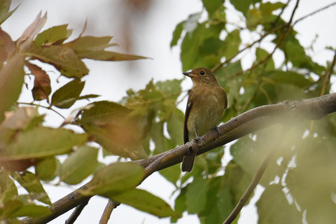 DSC_0554.jpg
