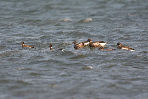 DSC_0556.jpg