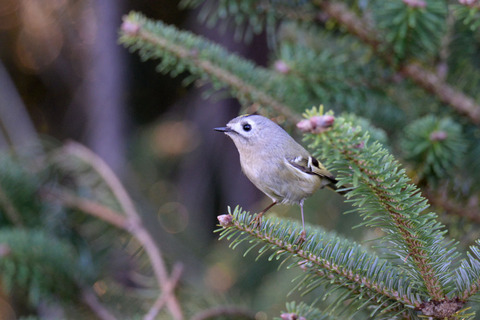 DSC_0557.jpg