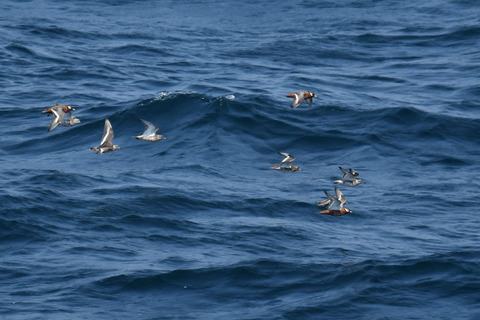DSC_0559.jpg
