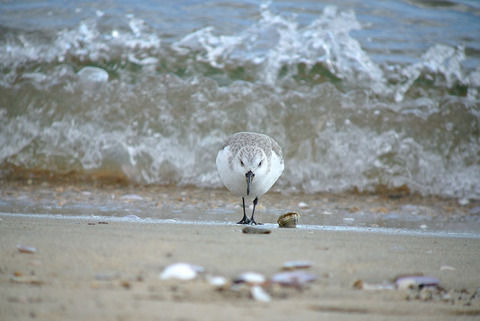 DSC_0580.jpg