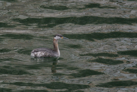 DSC_0583.jpg