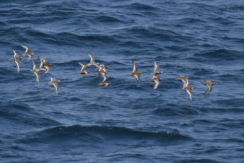 DSC_0584.jpg