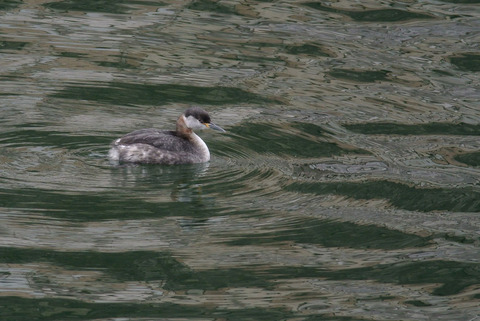 DSC_0590.jpg
