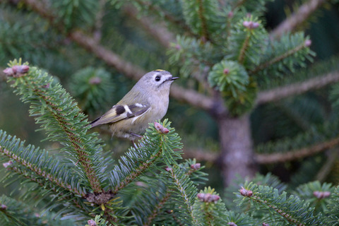 DSC_0594.jpg