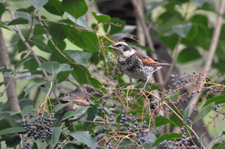 DSC_0596.jpg