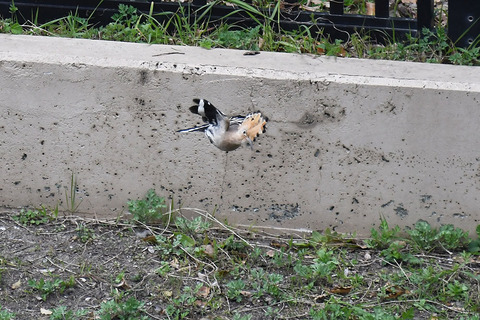 DSC_0602.jpg
