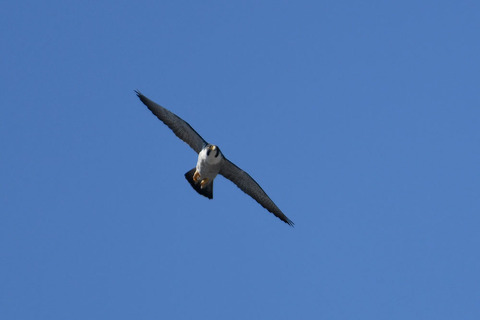 DSC_0612.jpg