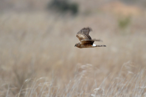 DSC_0618.jpg