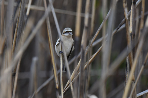 DSC_0621.jpg