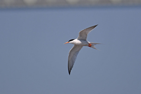 DSC_0622.jpg