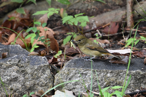DSC_0628.jpg