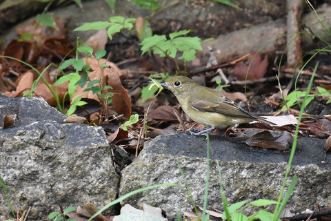 DSC_0647.jpg