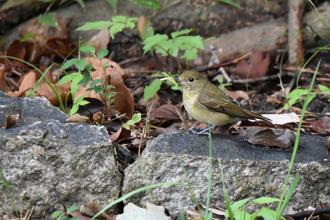 DSC_0654.jpg