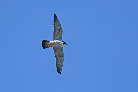 DSC_0662.jpg