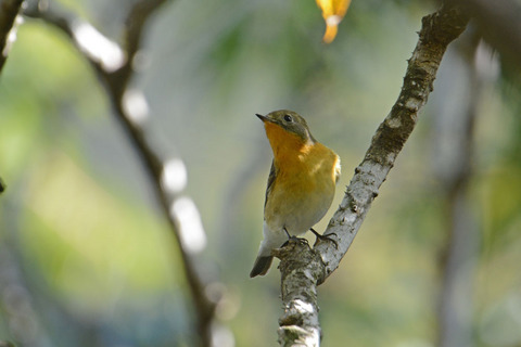 DSC_0668.jpg