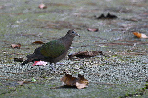 DSC_0672.jpg