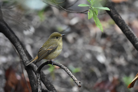DSC_0678.jpg