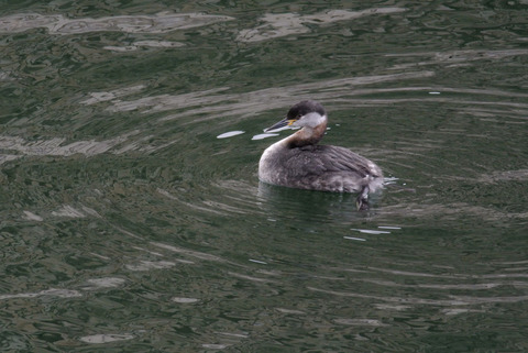 DSC_0679.jpg