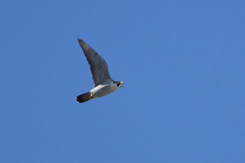 DSC_0685.jpg