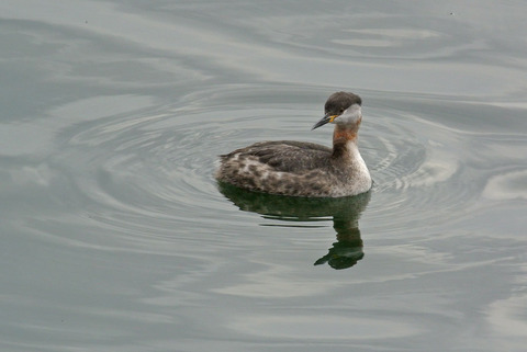 DSC_0704.jpg
