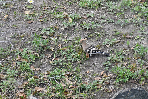 DSC_0710.jpg
