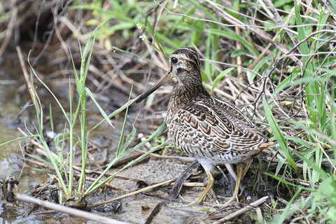 DSC_0719.jpg