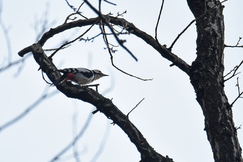 DSC_0729.jpg