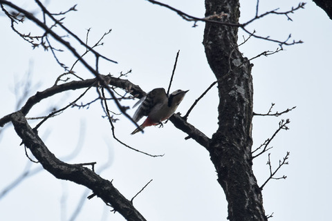 DSC_0733.jpg