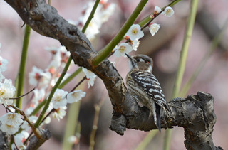 DSC_0735.jpg