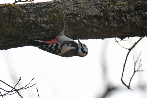 DSC_0746.jpg