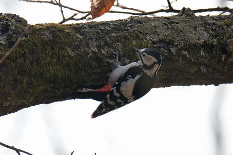 DSC_0751.jpg