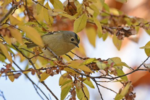 DSC_0753.jpg