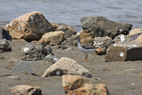 DSC_0754.jpg