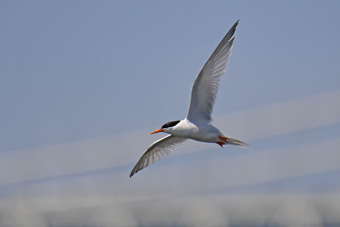 DSC_0754.jpg