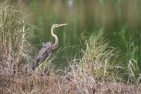 DSC_0762.jpg