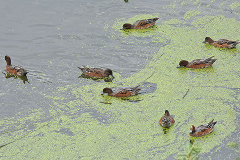 DSC_0769.jpg