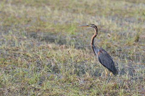 DSC_0775.jpg