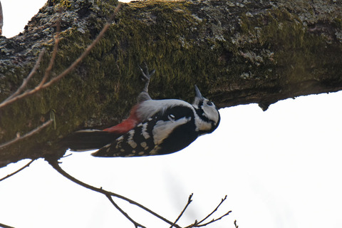 DSC_0778.jpg